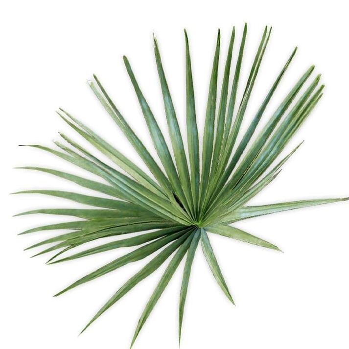 Saw palmetto - koostumus UltraMax Testo Enhancer